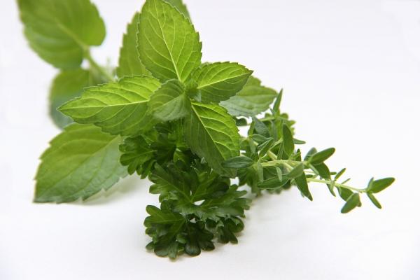 Image for event: Herbs 101